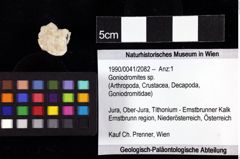 Foto (Objket + Etiketten) von Goniodromites sp. 